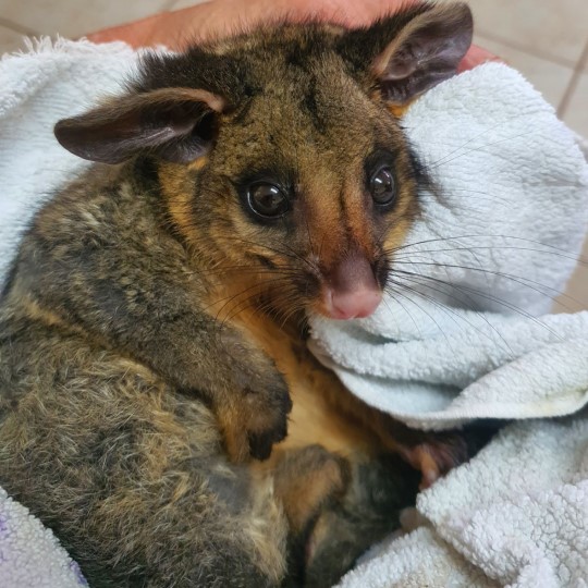 sick possum joey 540 x 540